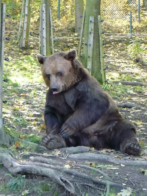 Klikněte pro zobrazení původního (velkého) obrázku