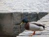 101_Vltava2010_resize.jpg