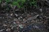 Název souboru=DSC_0047~0.JPG
Velikost souboru=148KB
Rozměry=1200x803
Datum přidání=21. Červen 2016 DSC_0047~0.JPG