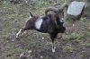 Název souboru=DSC_0148~0.JPG
Velikost souboru=327KB
Rozměry=1200x803
Datum přidání=21. Duben 2016 DSC_0148~0.JPG