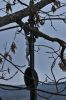 Název souboru=DSC_0219.JPG
Velikost souboru=124KB
Rozměry=803x1200
Datum přidání=21. Duben 2016 DSC_0219.JPG