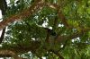 Název souboru=DSC_1334.JPG
Velikost souboru=225KB
Rozměry=1200x800
Datum přidání=30. Červen 2017 DSC_1334.JPG