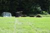 DSC_1412.JPG