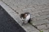 DSC_1930.JPG