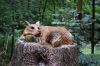 DSC_1946.JPG